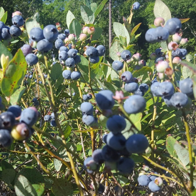 Blueberry Plants Are Getting Some Love - Ever After Farms