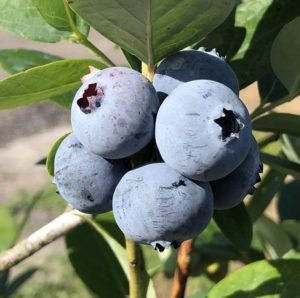 Fresh Blueberries