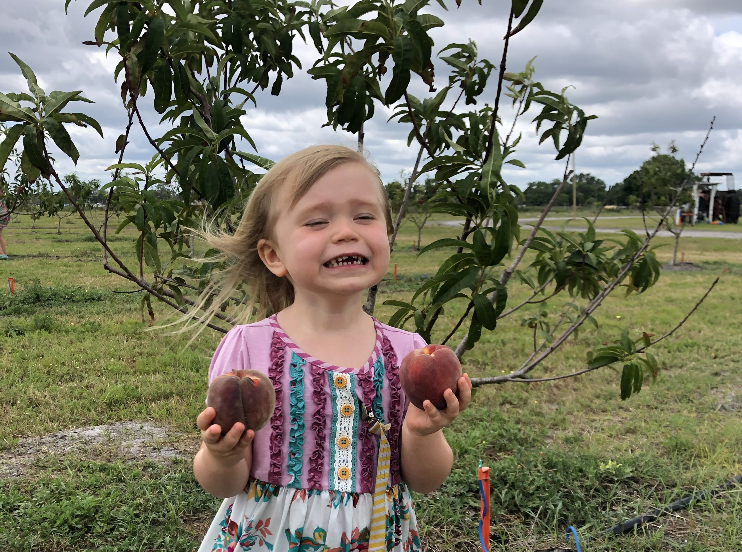 Ever After Farms U Pick Peaches - Ever After Farms