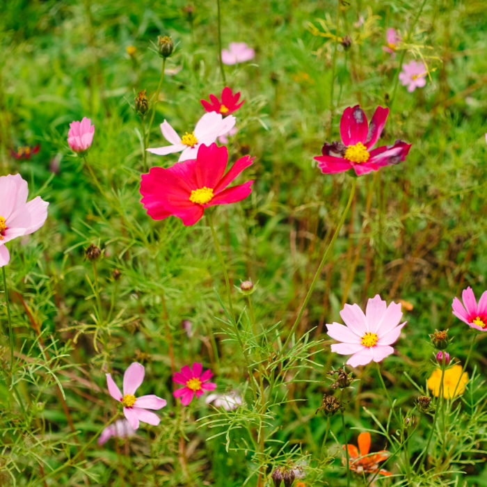 Flowers - Ever After Farms