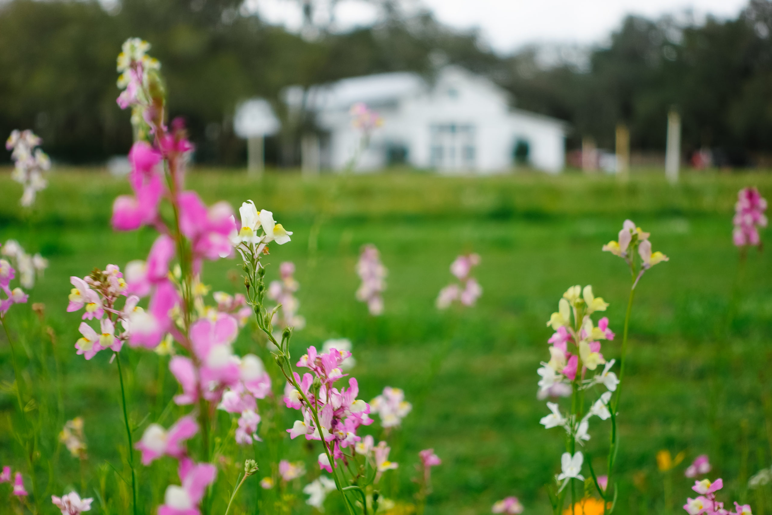 DSC01000 - Ever After Farms